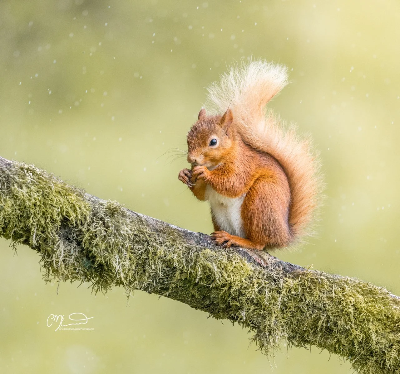 Red squirrel, Scottish wildlife & nature, Scotland. A red squirrel sitting on a mossy tree branch eating a nut with a blurred green background.