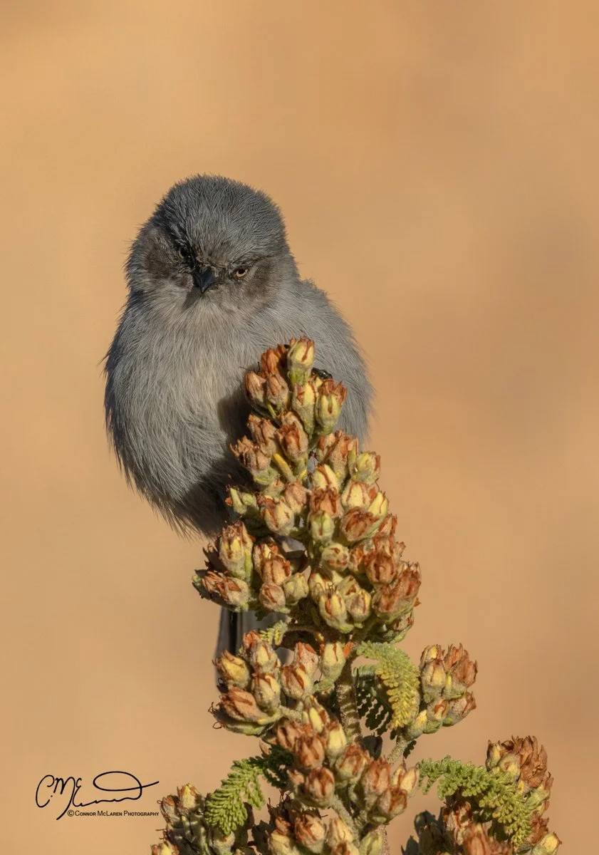 Grand Canyon, south rim, bush tit, Arizona AZ, united states of america, usa. A small gray bird perched on a flowering plant branch with peach-colored buds, against a blurred beige background.