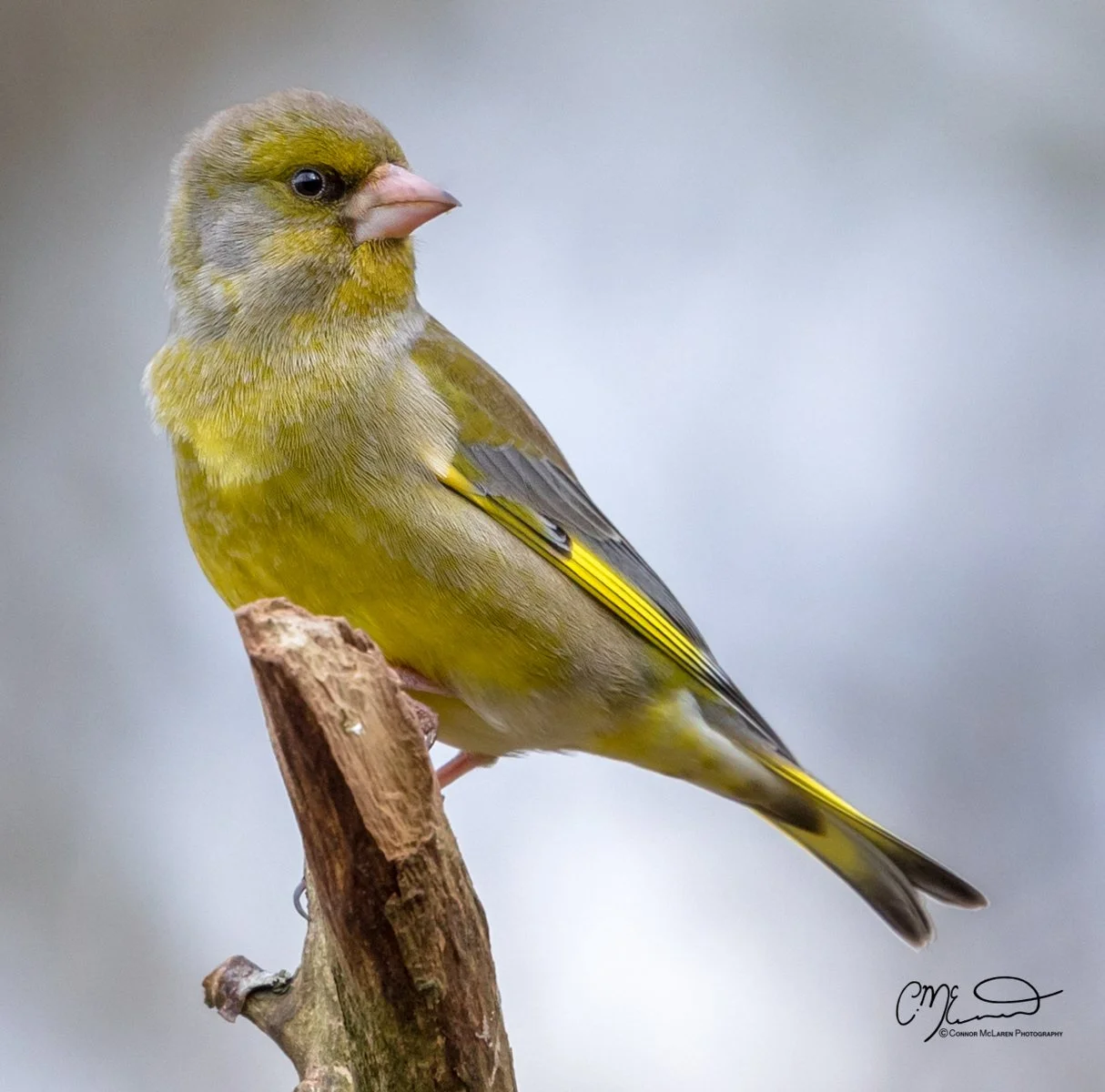 greenfinch, Scottish wildlife & nature, Scotland. A close-up of a small yellow and gray bird perched on a branch, facing left.