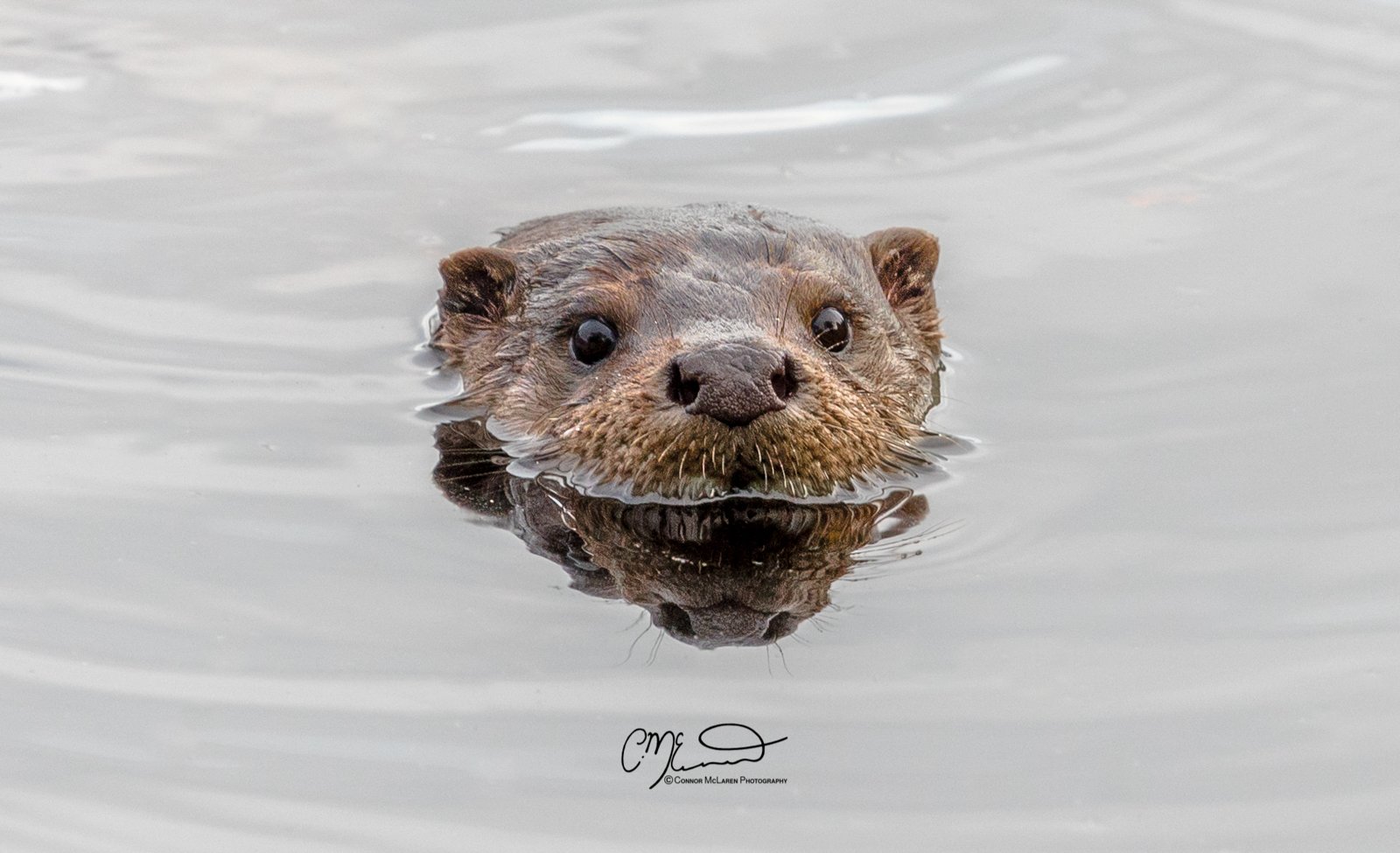 Otter, Scottish wildlife & nature, Scotland. Close-up of an otter swimming in water, with its head partially submerged and eyes looking towards the camera.