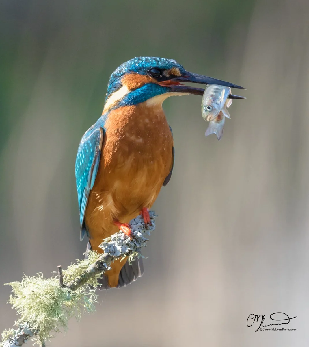 common kingfisher, Scottish wildlife & nature, Scotland. A kingfisher bird perched on a branch holding a small fish in its beak.