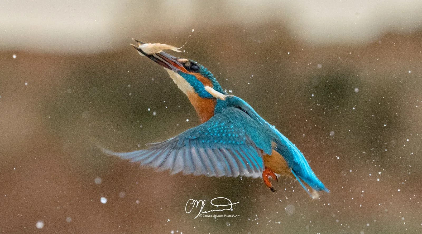 common kingfisher, Scottish wildlife & nature, Scotland. A kingfisher bird catching a fish out of water with water droplets around, set against a blurred background.