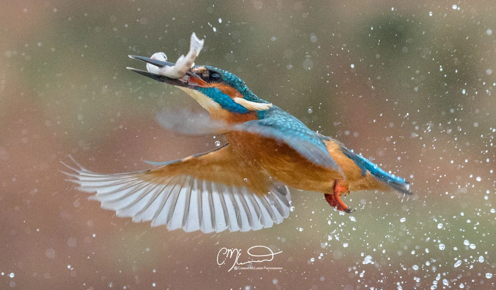 common kingfisher, Scottish wildlife & nature, Scotland. A kingfisher bird mid-flight with its wings spread wide, catching a small fish in its beak, surrounded by water droplets.