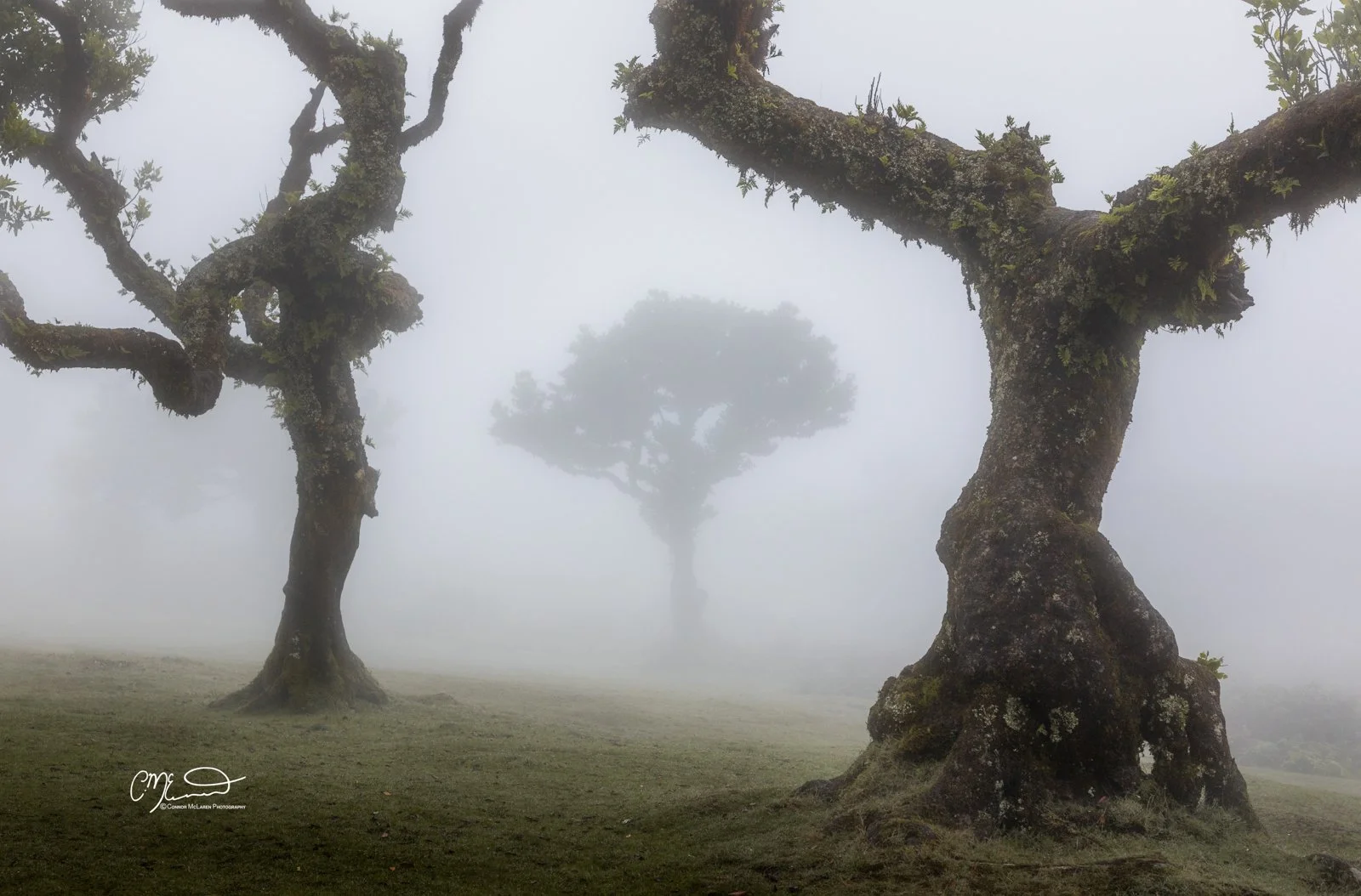 Laurel tree, Fanal Forest, Madeira Portugal. Three trees in a foggy landscape, with their branches and trunks covered in moss, creating a mystical atmosphere.
