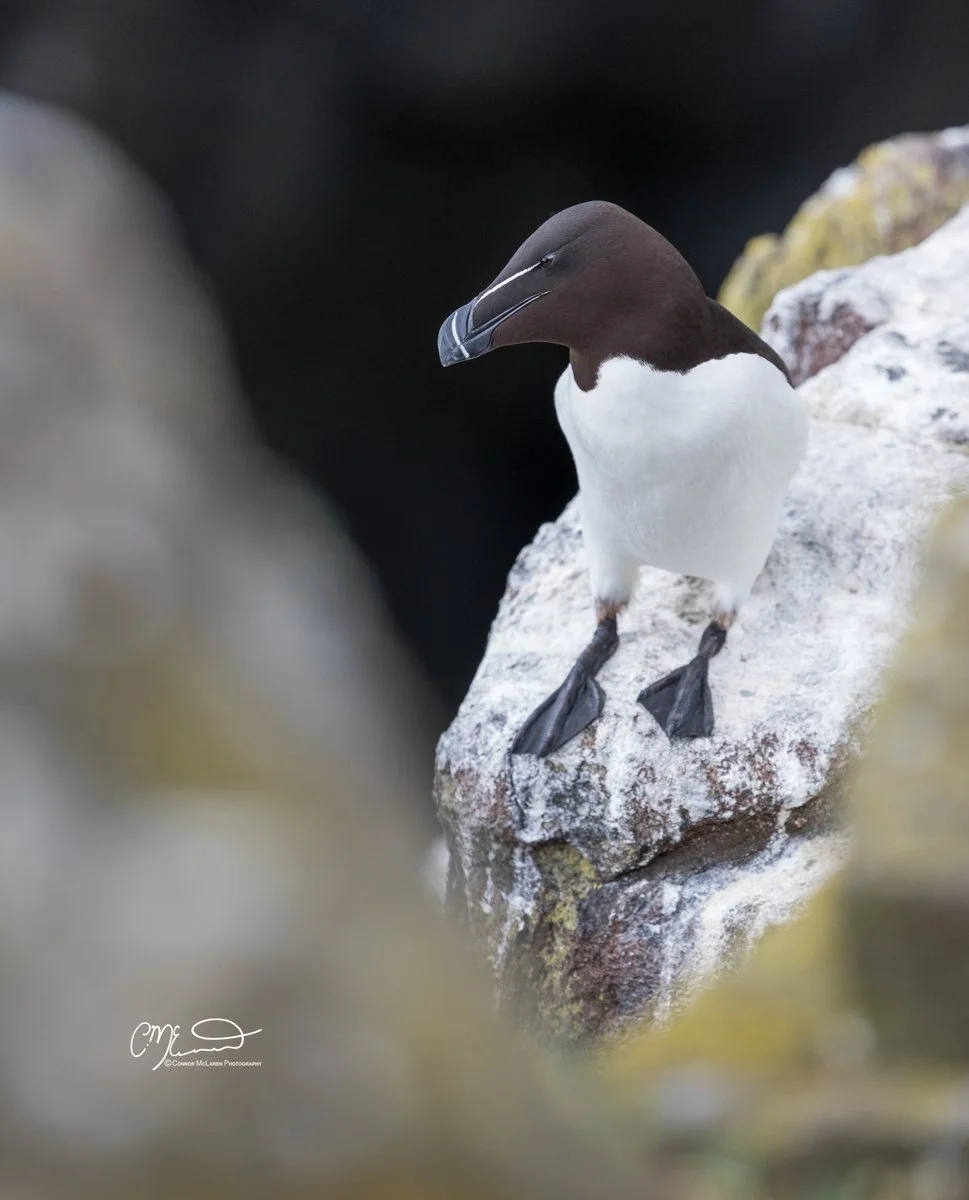 razorbill, Scottish wildlife & nature, Scotland. A razorbill standing on a rocky cliff with a blurred foreground and dark background.