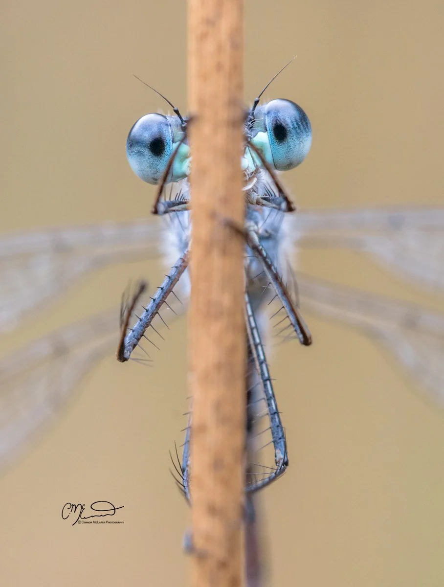 azure blue damselfly,  Scottish wildlife & nature, Scotland. Close-up of a dragonfly clinging to a vertical stick, showing detailed large compound eyes, transparent wings, and slender body.