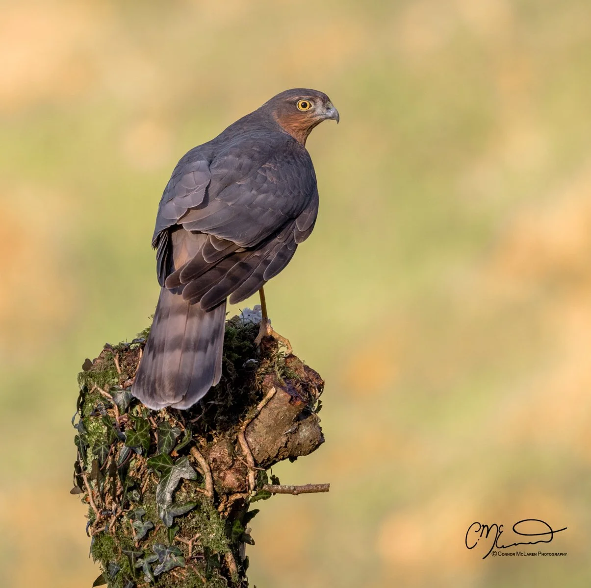 male sparrowhawk,  Scottish wildlife & nature, Scotland. A dark-colored hawk perched on a moss-covered branch with a blurred natural background.