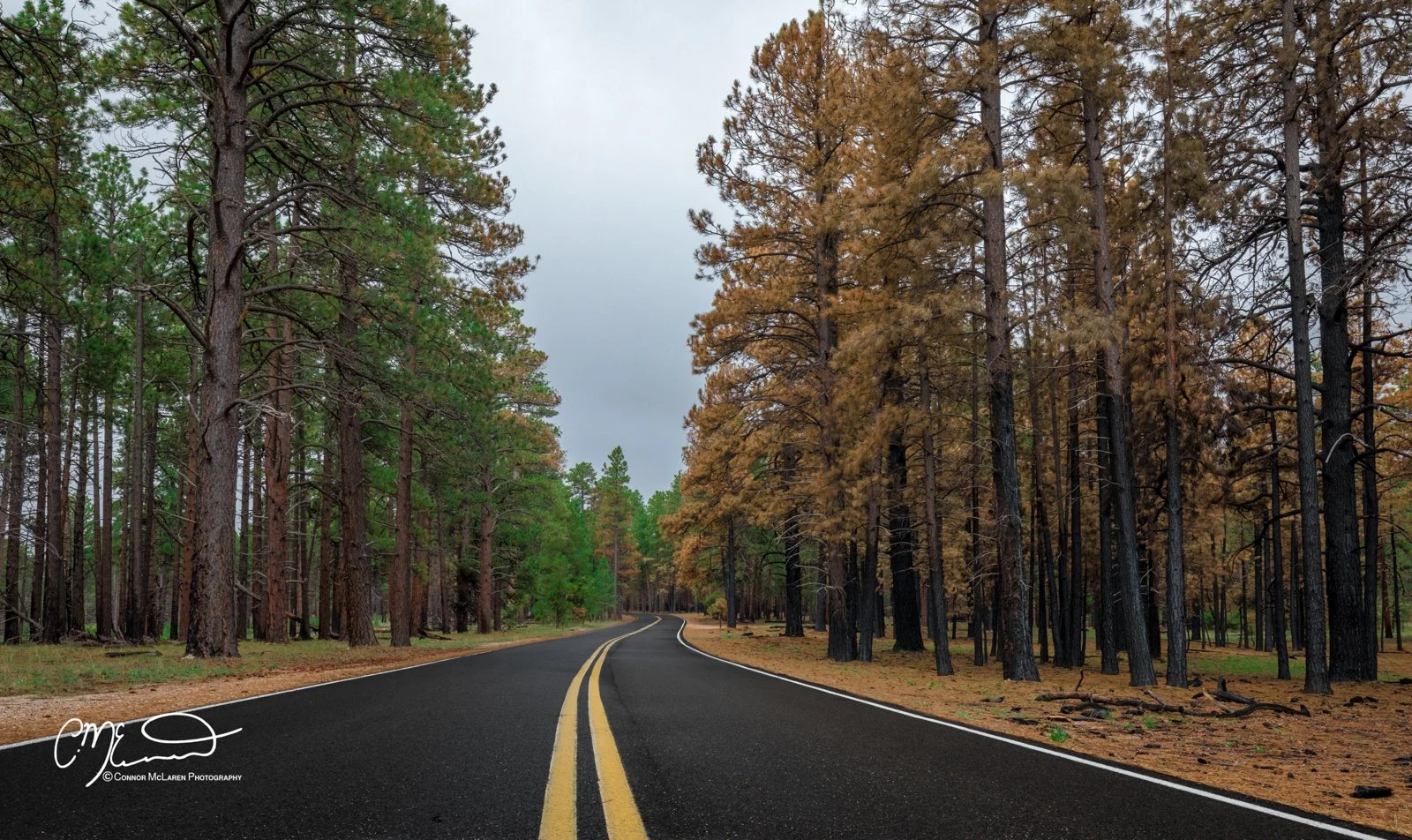 Grand Canyon, Arizona AZ, united states of america, usa. A winding asphalt road with double yellow lines, bordered by trees in a forest, some with green foliage and others with brown or orange leaves, under a cloudy sky.