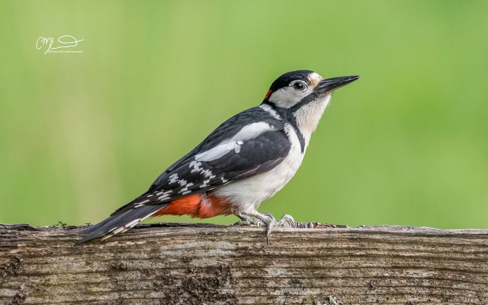 GSWP, Great spotted woodpecker,  Scottish wildlife & nature, Scotland. A woodpecker perched on a wooden log, with a green blurred background.