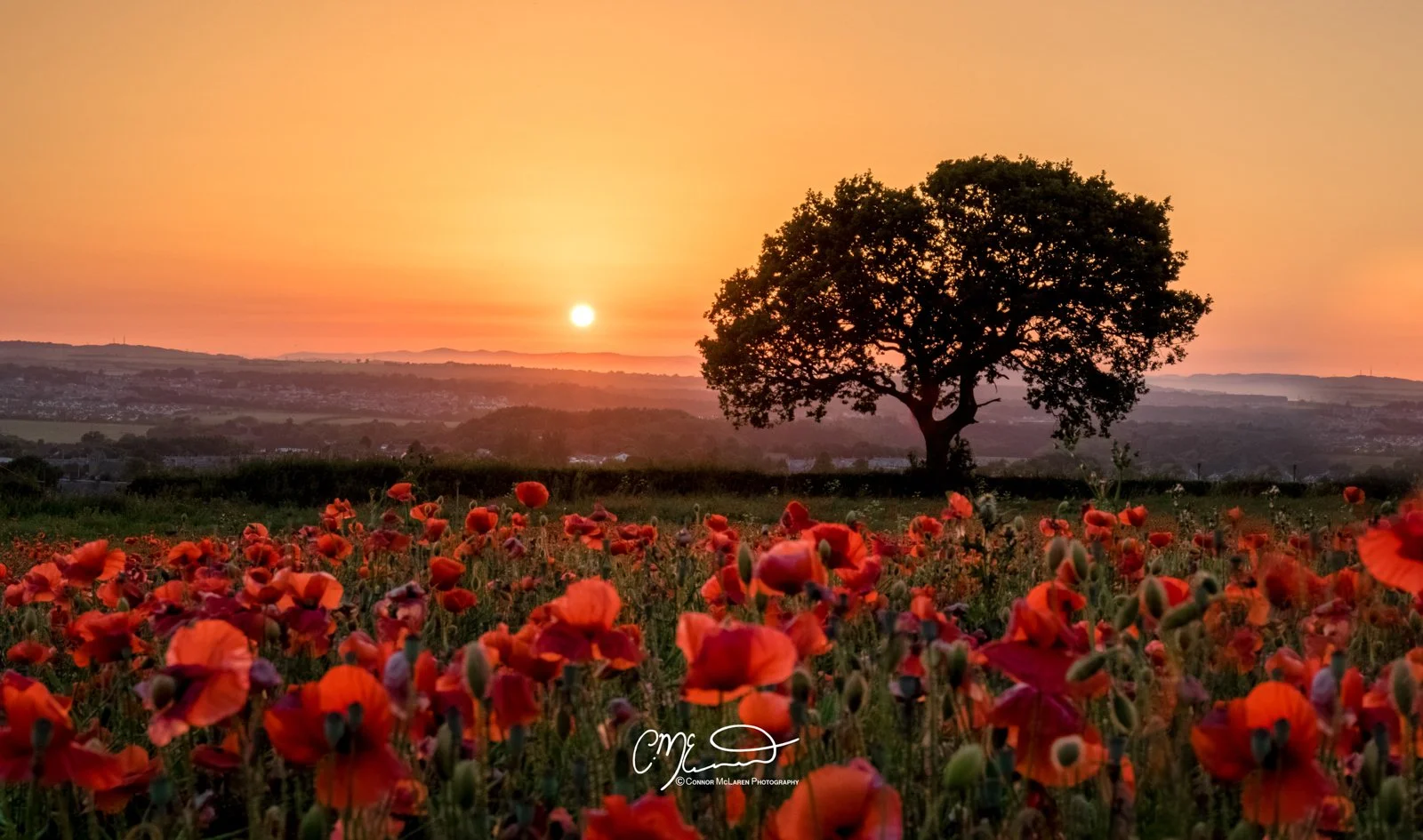 Scottish Lowlands, Scotland, Edinburgh. A sunset over a field of red poppies with a large tree in the background on a hill. The sky is orange and pink with the sun near the horizon.