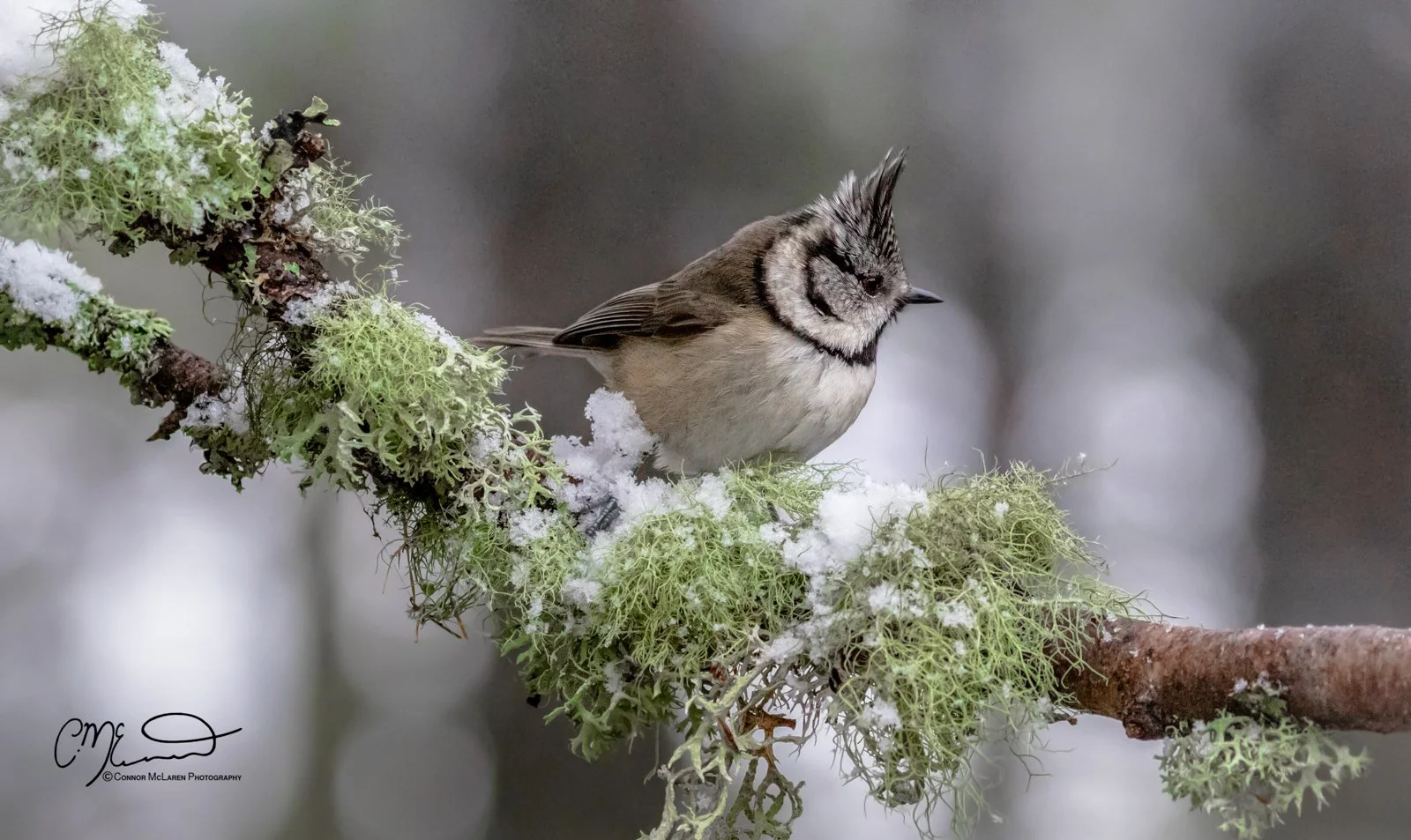 crested tit, Scottish wildlife & nature, Scotland. A small bird, likely a crested tit, perched on a snow-covered branch with lichen, against a blurred gray background.
