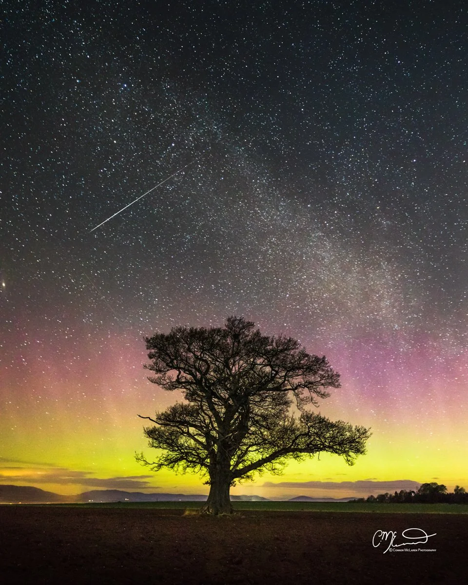 Aurora Northern Lights, Perthshire, Night Sky, Scotland.  A solitary tree under a starry night sky with the Milky Way and shooting star, colorful aurora near the horizon, silhouetted landscape.
