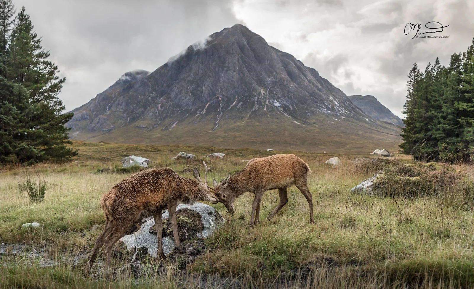 Red deer stag, rutting. Glen Coe and Glen Etive, Western Highlands, Scotland. Two deer wrestling in a grassy field with mountains and trees in the background.
