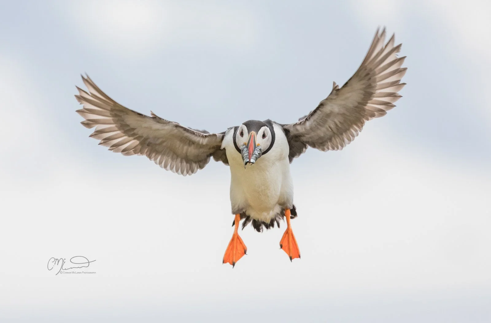 puffin, Scottish wildlife & nature, Scotland. A puffin with wings spread wide flying in the sky.