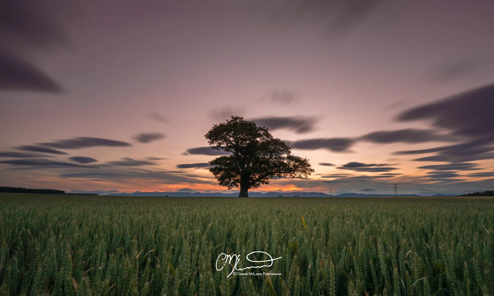 Scottish Central Highlands, Scotland, Perthshire. A lone tree in a vast field at sunset, with a colorful sky and scattered clouds, and distant hills on the horizon.