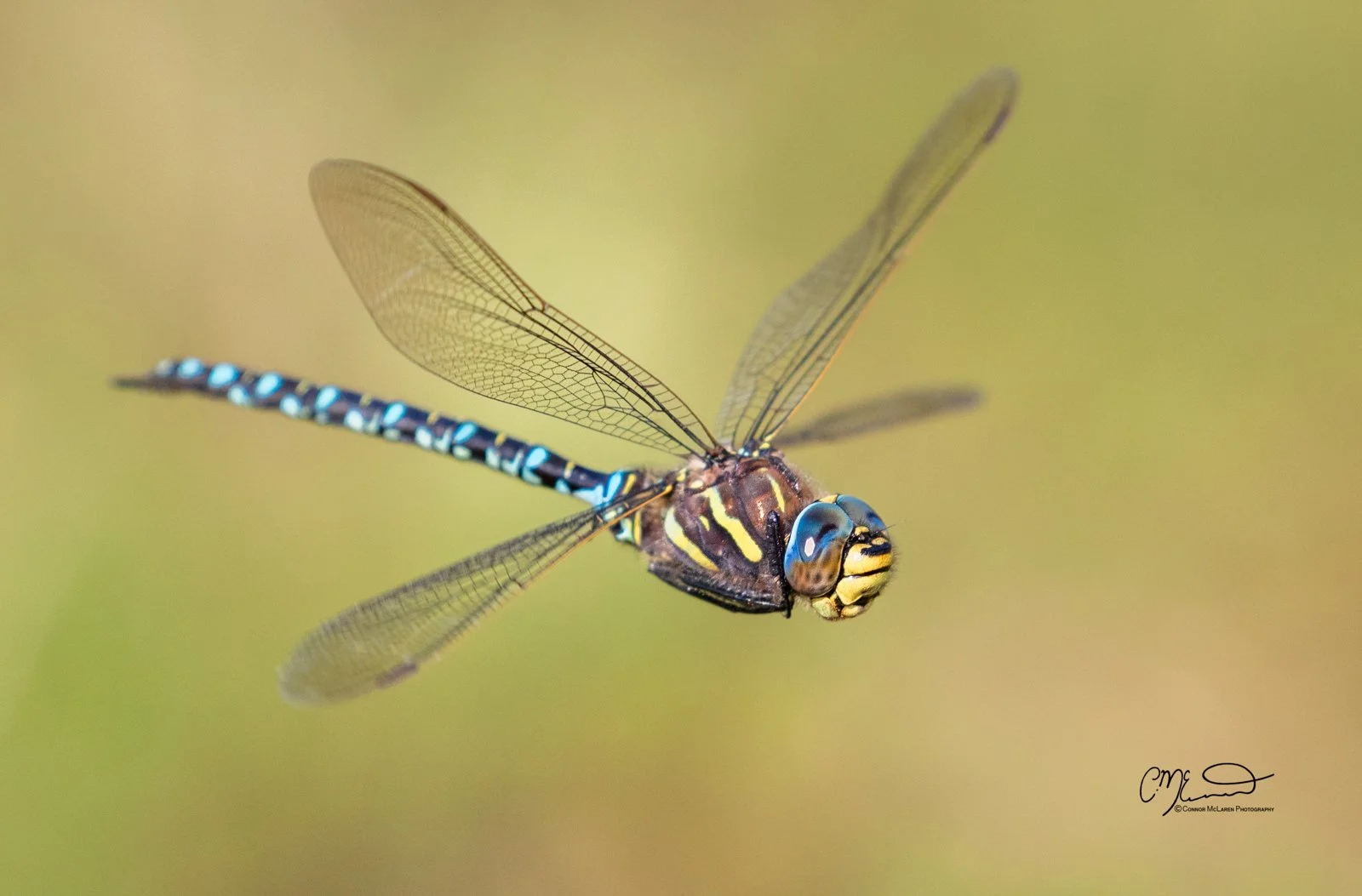 hawker dragonfly, Scottish wildlife & nature, Scotland. Close-up of a colorful dragonfly in flight against a blurred green background.