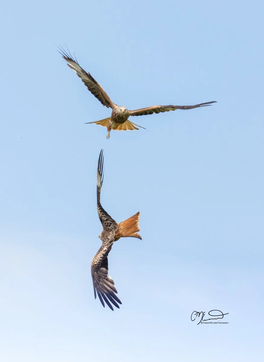 Red kite, Scottish wildlife & nature, Scotland. Two birds of prey, possibly hawks, are flying in the sky, with one appearing upside down.