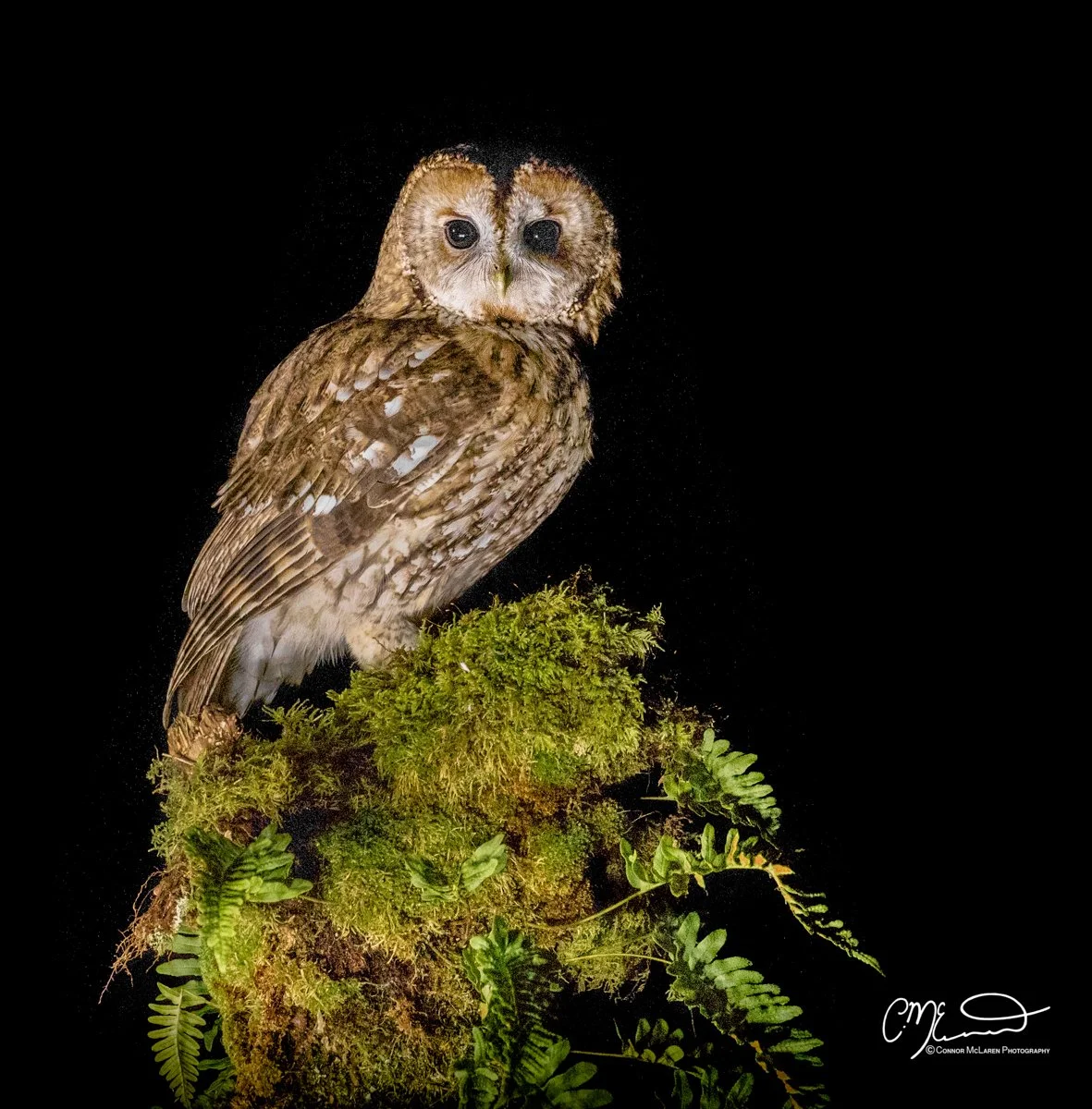tawny owl, Scottish wildlife & nature, Scotland. An owl with a muscled face perched on a mossy branch against a black background.