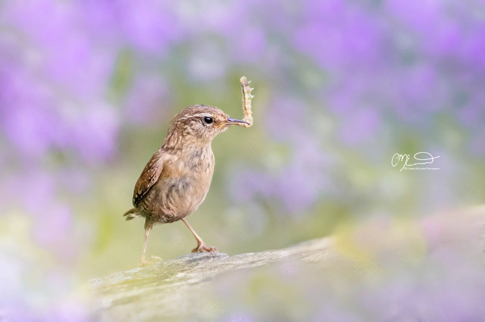 wren, Scottish wildlife & nature, Scotland. A small brown bird with a caterpillar in its beak, standing on a branch with a blurred purple and green background.
