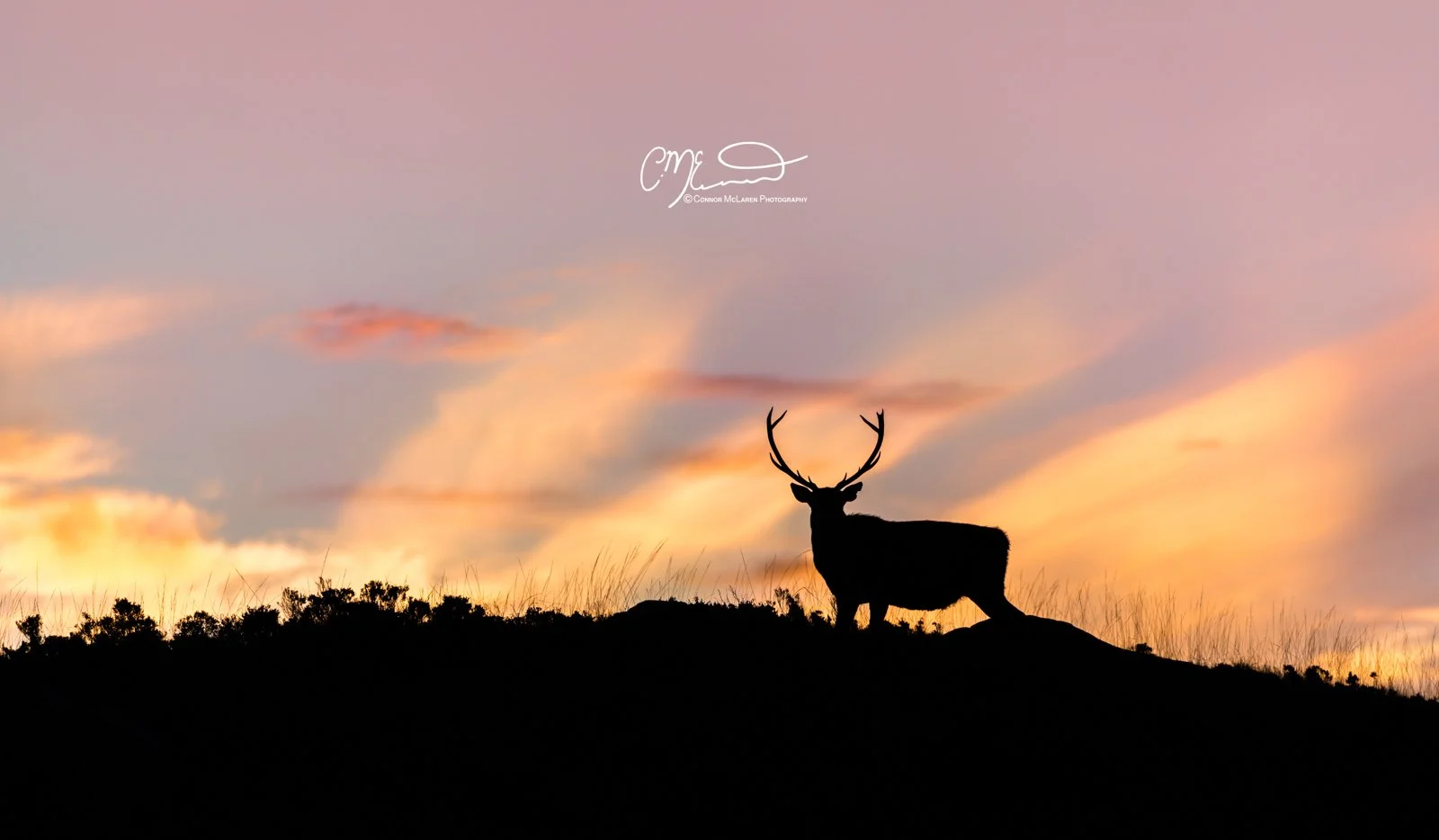 Scotland, north coast 500, NC500, Assynt. Stac Pollaidh. Silhouette of a deer with antlers standing on a hill at sunset or sunrise, with a colorful sky and clouds in the background.