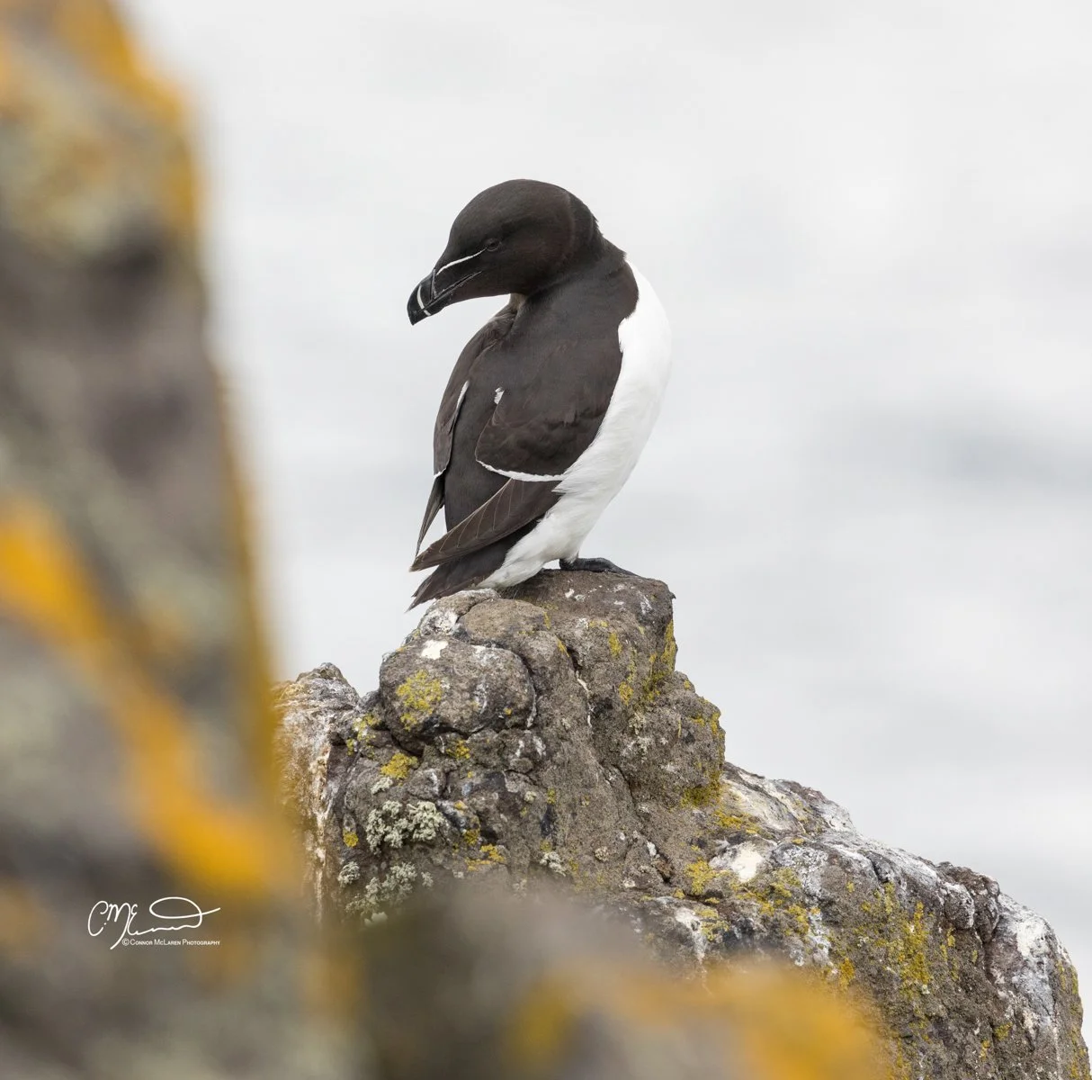 razorbill, Scottish wildlife & nature, Scotland. A black and white bird perched on a rocky outcrop with yellow lichen, blurred foreground, overcast background.