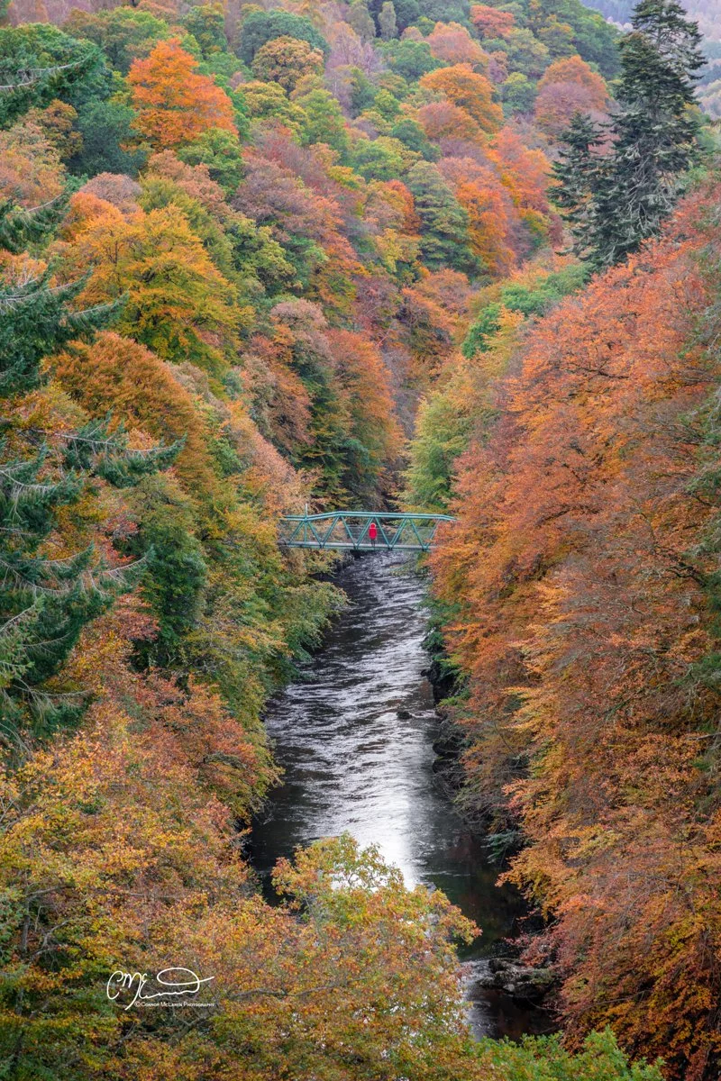 Scottish Central Highlands, Scotland, Perthshire autumn. A forested canyon with trees in fall colors surrounding a river, with a small bridge crossing over the river.