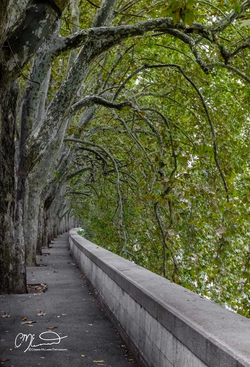 Roman Forum and colosseum, Rome & the vatican. A sidewalk running alongside a stone wall, with large trees creating a canopy overhead, their branches arching over the path.