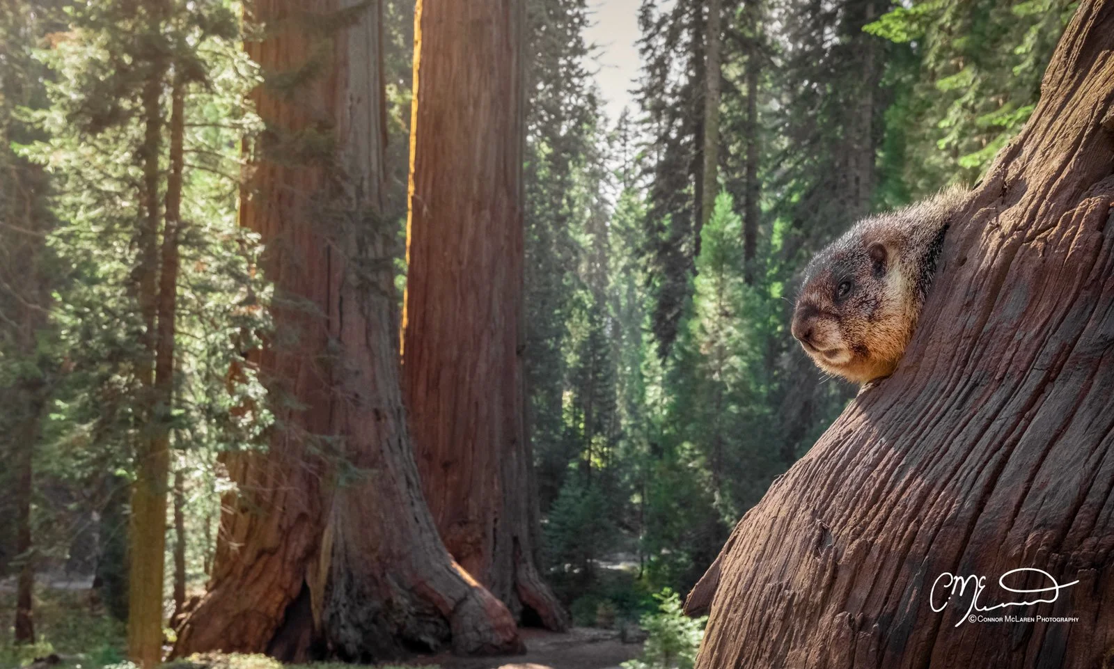 Sequoia National Park, wildlife, marmot, California, United States of America, USA. A marmot peeking out from behind a large tree trunk in a dense forest with tall trees and green foliage.
