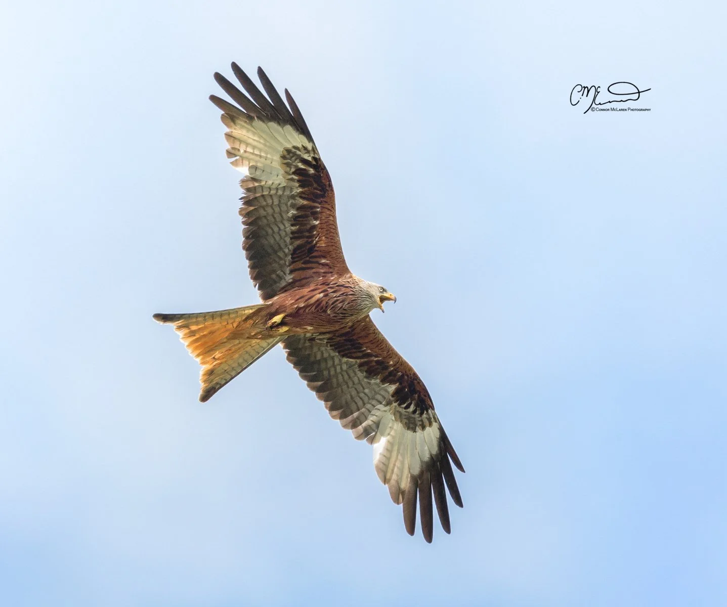Red kite, Scottish wildlife & nature, Scotland. Bird of prey, possibly a hawk or eagle, flying in a clear sky with wings spread wide.
