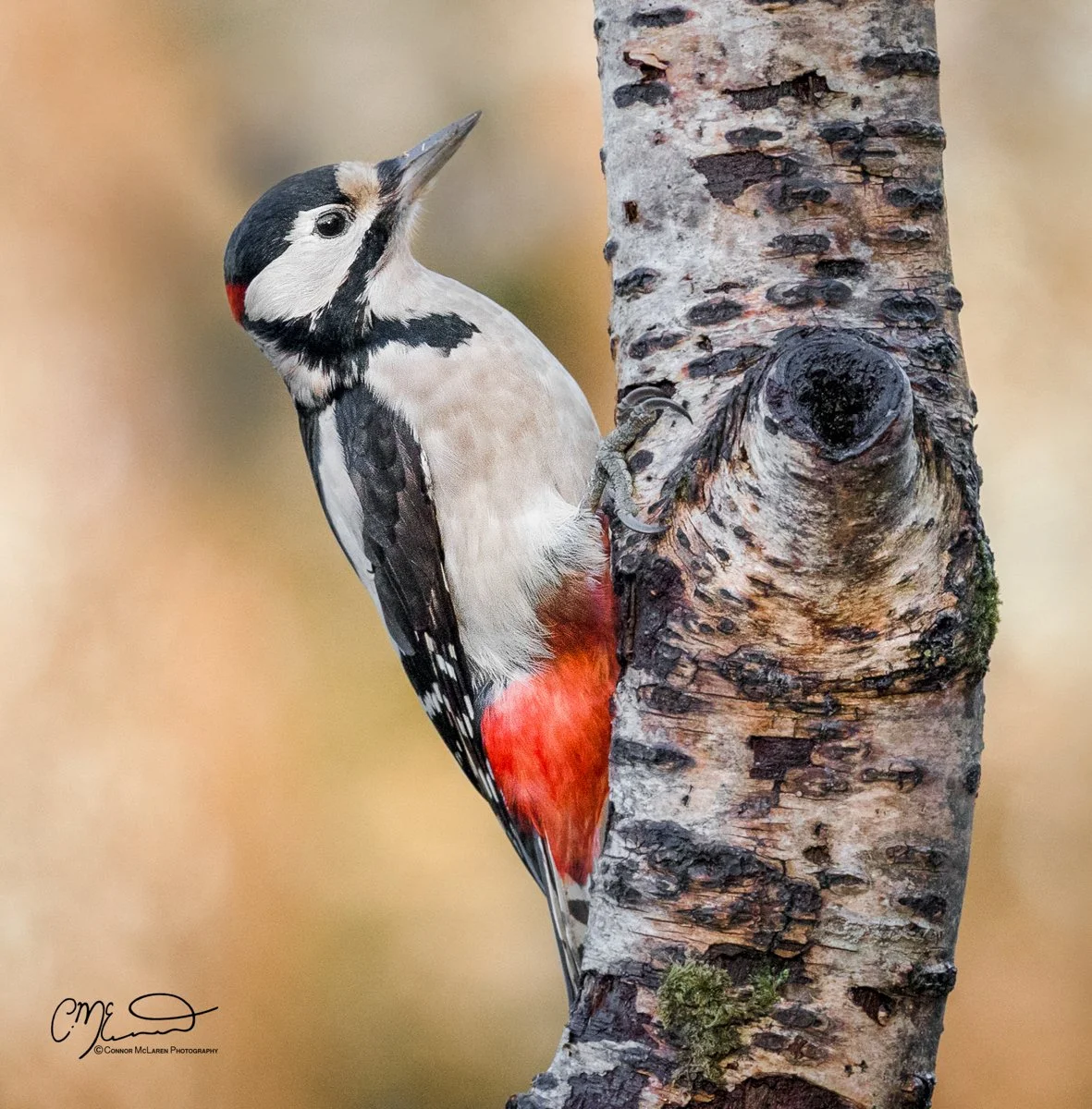 GSWP, Great spotted woodpecker,  Scottish wildlife & nature, Scotland. A woodpecker perched on the side of a tree trunk with a blurred background.