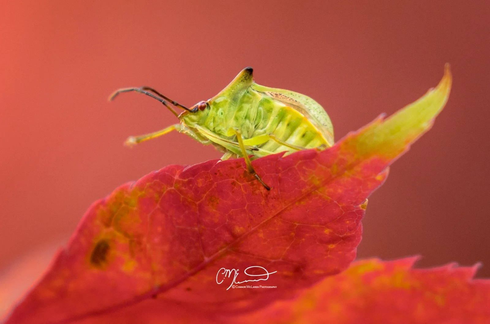 Shield bug, Scottish wildlife & nature, Scotland. Close-up of a green insect perched on a red and orange autumn leaf with a blurred background.