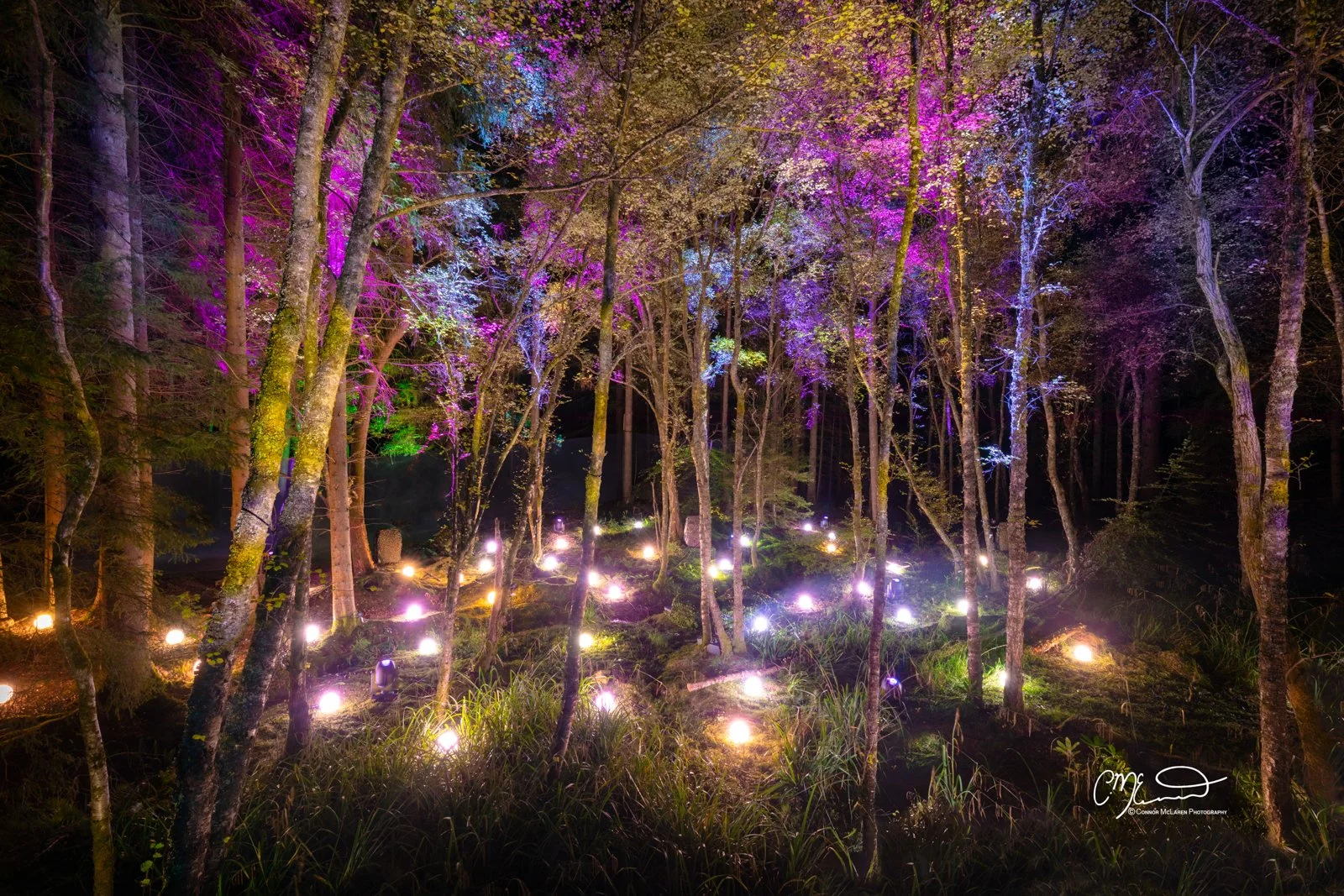 Scottish Central Highlands, Scotland, Perthshire enchanted forest Pitlochry. Nighttime scene of a forest with illuminated trees and ground lights, creating a colorful glow in the woods.