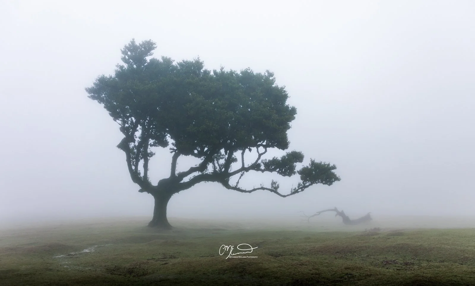 Laurel tree, Fanal Forest, Madeira Portugal. A lone, large tree with twisted branches stands in a foggy landscape, with a fallen tree in the background and no other visible objects.