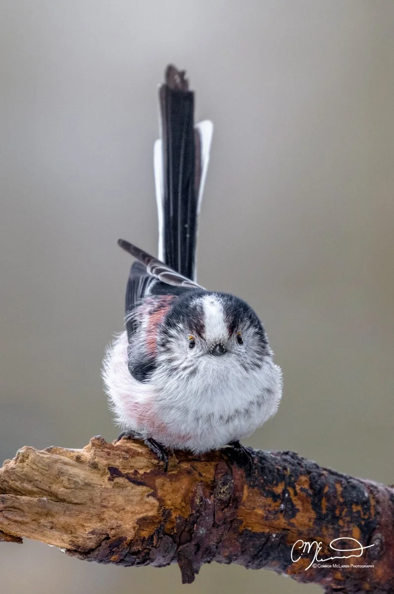 Long tailed Tit, Scottish wildlife & nature, Scotland. A bird with a body resembling a bird's head but a fluffy, round, and featherless body, standing on a tree branch.