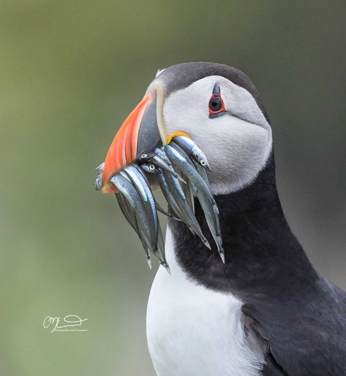 puffin, Scottish wildlife & nature, Scotland. A puffin holding a beak full of small fish in its beak.