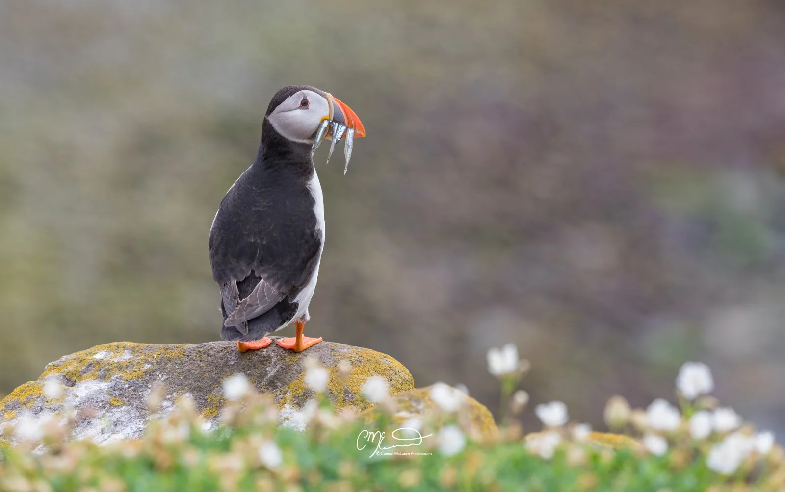 puffin, Scottish wildlife & nature, Scotland. A puffin standing on a rock with white flowers and holding small fish in its beak.