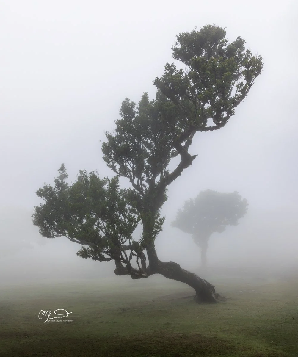 Laurel tree, Fanal Forest, Madeira Portugal. A solitary, bent tree with green foliage stands on a foggy landscape with a second, smaller tree visible in the background.