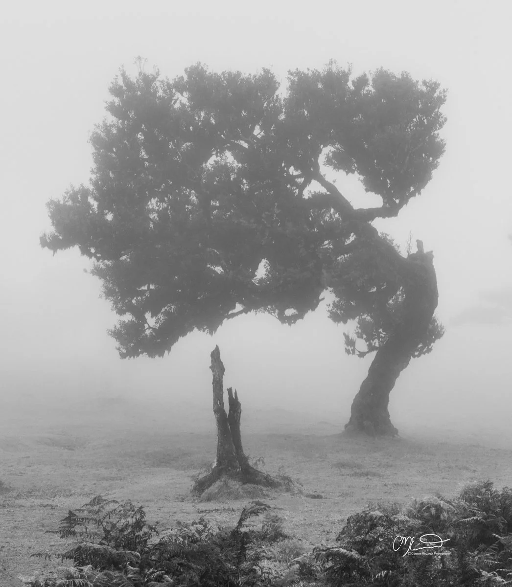 Laurel tree, Fanal Forest, Madeira Portugal. A foggy landscape with two large, old trees, one in the foreground with a broken trunk and the other in the background, partially obscured by the fog, and some plants at the bottom.