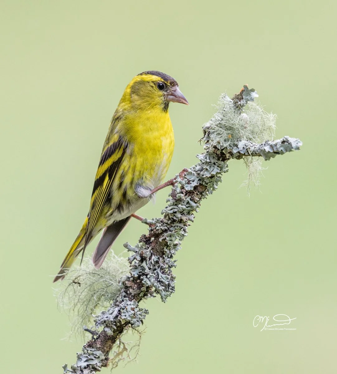 siskin, Scottish wildlife & nature, Scotland. Yellow and black songbird perched on lichen-covered branch against light green background.