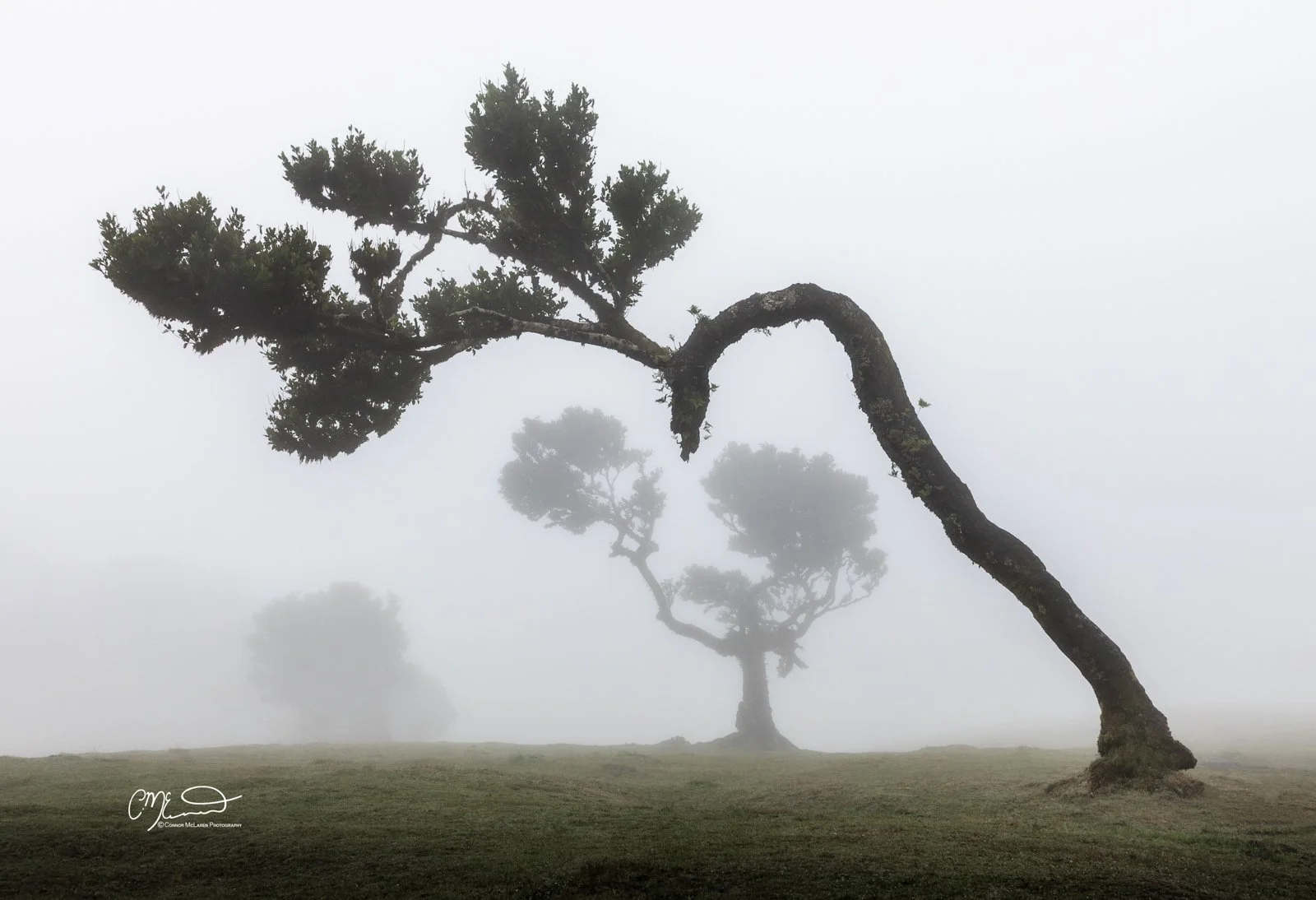 Fanal Forest, Madeira Portugal. A large, twisted tree with a thick trunk and sprawling branches stands on a foggy field with two smaller trees in the background.