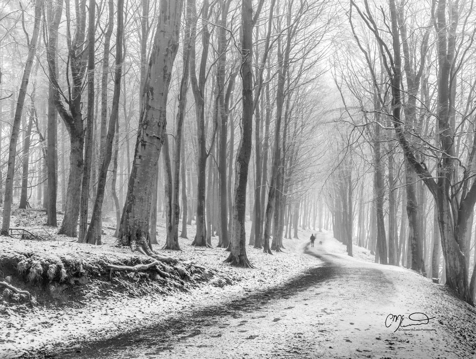 Scotland, Kinnoull Hill. A snowy forest with a winding path, tall leafless trees on either side, and a person walking a dog in the distance.