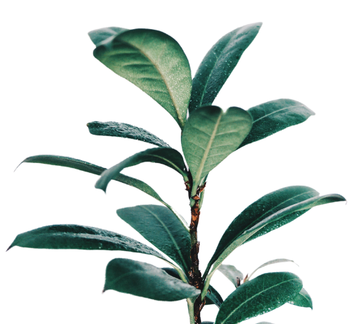 A close-up of a green shrub with broad, glossy leaves.