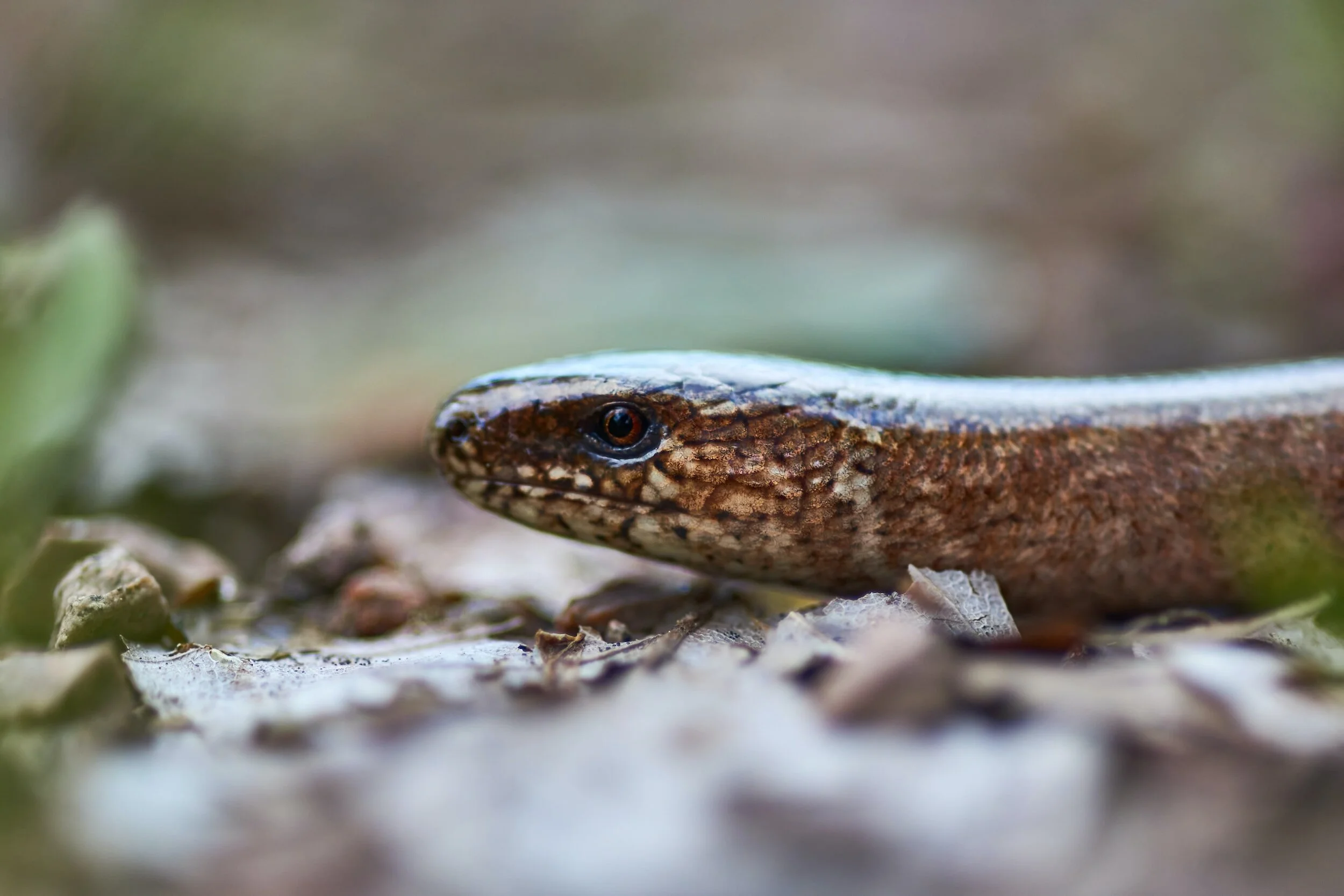 Close-up of a slowworm, a limbless lizard with brown scales and a slender body, resting on leaves.