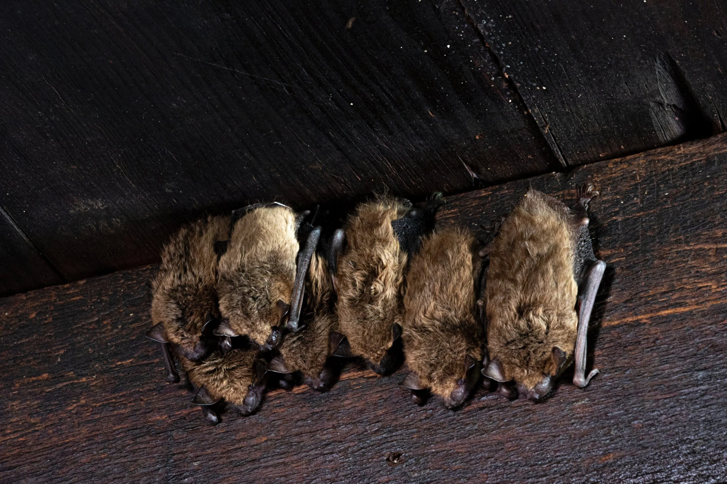 Bat Survey Season 2026 - What You Need to Know Before Building