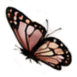 Close-up of a butterfly with brown and orange wings