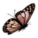 Close-up of a butterfly with pink, brown, and black wings perched on a surface.