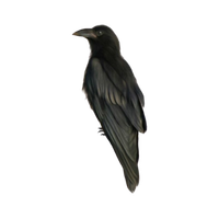 A perched crow looking to the left