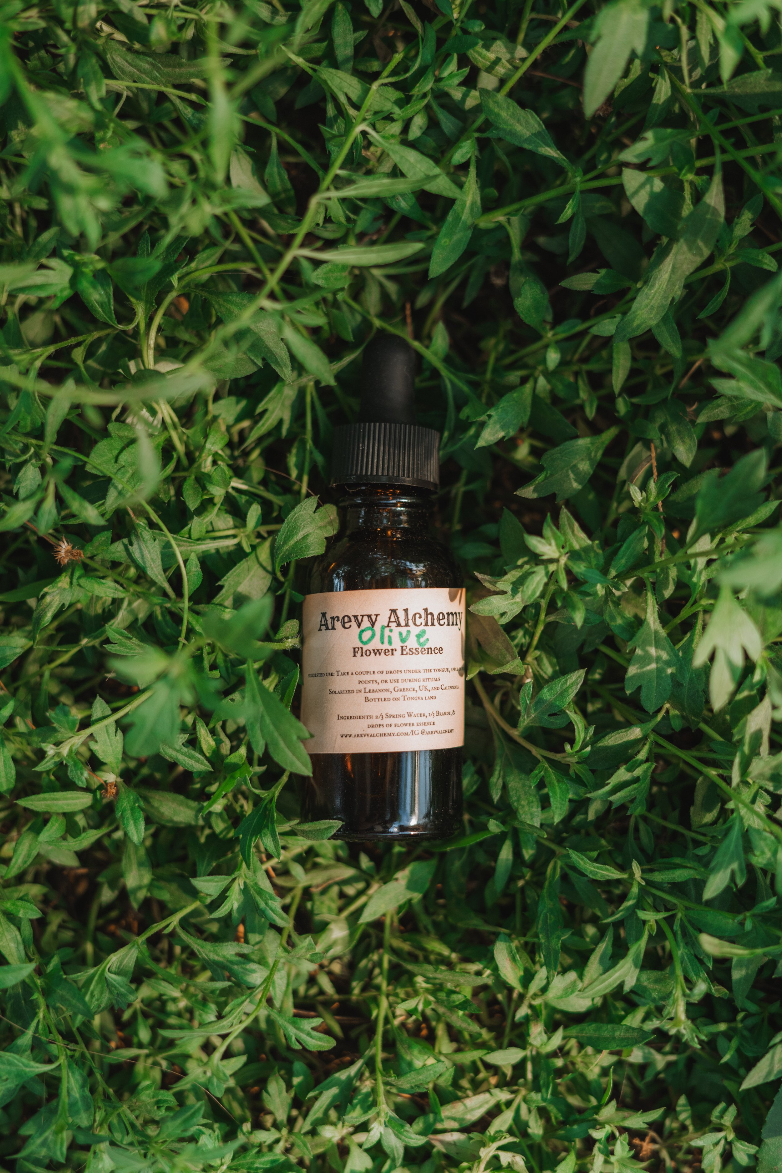 Olive Tree Essence