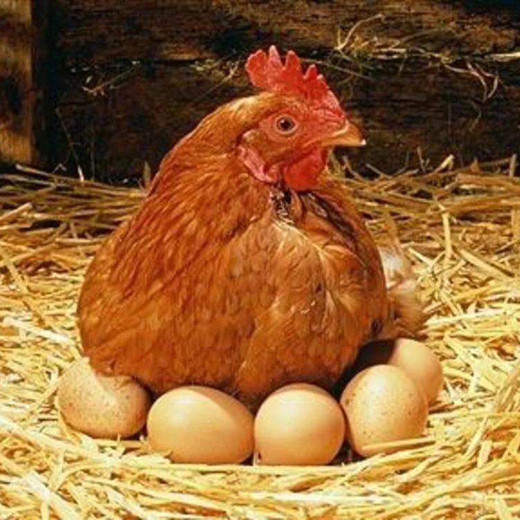 Hi everyone! We'll be at Pleasanton tomorrow with only eggs. You can now purchase large and medium eggs in advance on our website, shellysfarm.com. Check it out if you haven't already! See you tomorrow!