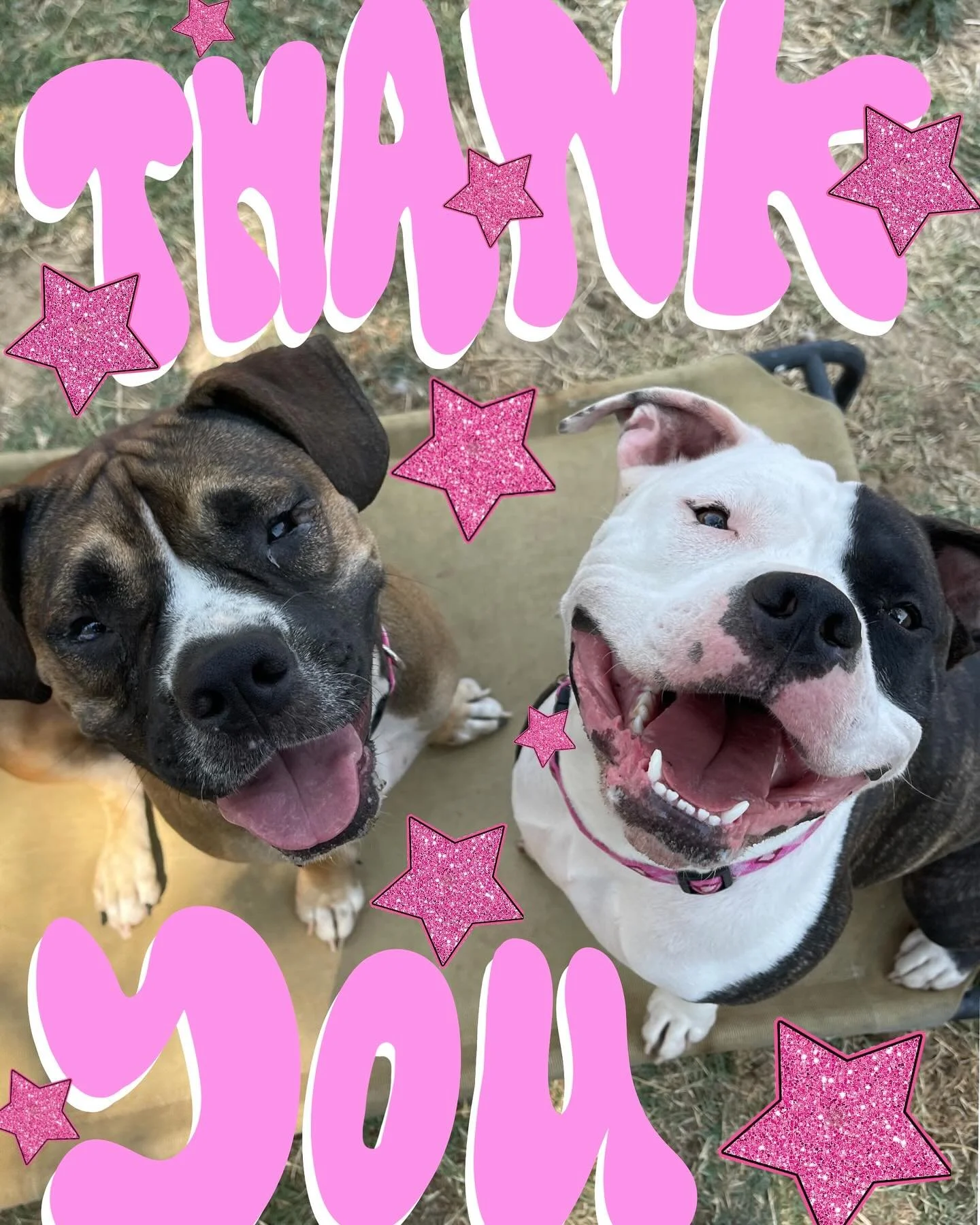 A MASSIVE THANK YOU!!!!!!! Thank you to all those that have donated to help Ginger and Gigi!! 

These sweet girls went to the vet today and got lots of good news! Both girls are now completely up to date on vaccines, stocked with preventatives, and m
